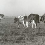 Pieter Tolsma 1